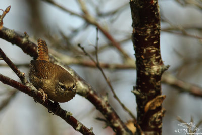 Eurasian wren (sub.sp. islandicus)