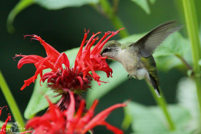 Ruby-throated hummngbird