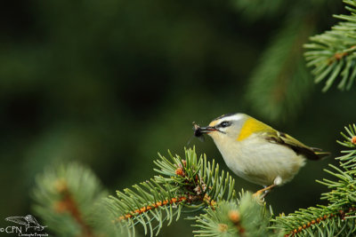 Common firecrest