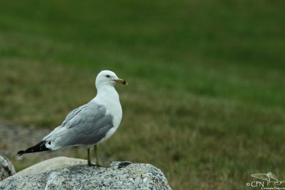 Sea birds