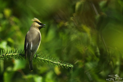 Bombycillidae