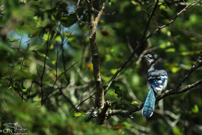 Blue jay