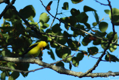 American goldfinch