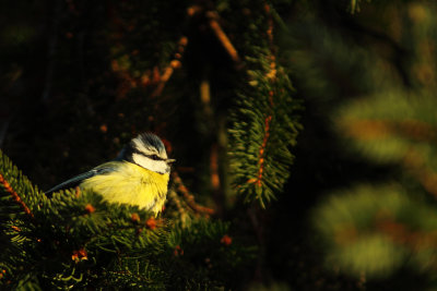 Eurasian blue tit