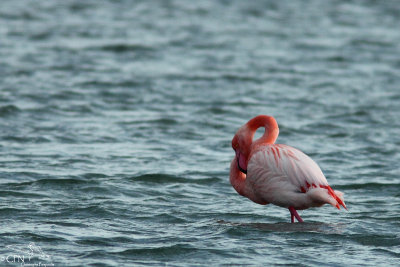 Phoenicopteridae