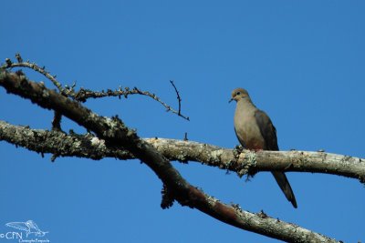 Mourning dove