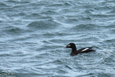 American White-winged scoter*