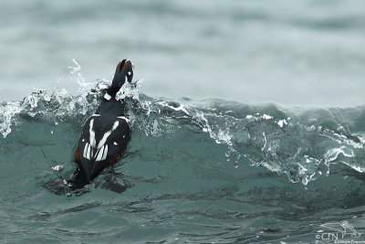 Harlequin duck