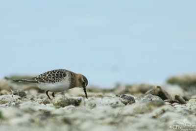 Baird's sandpiper*