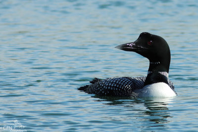 Great northern diver