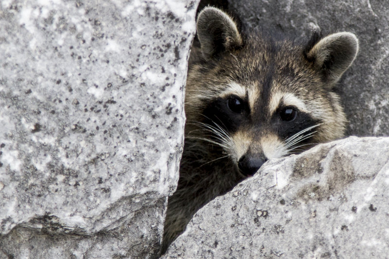 Peek A Boo