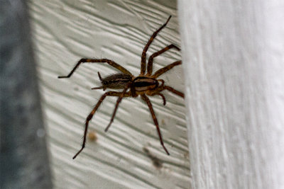 Wolf Spider
