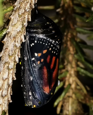 Monarch Butterfly