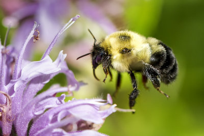 Bee
