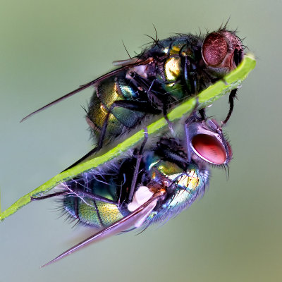 Two Flyes