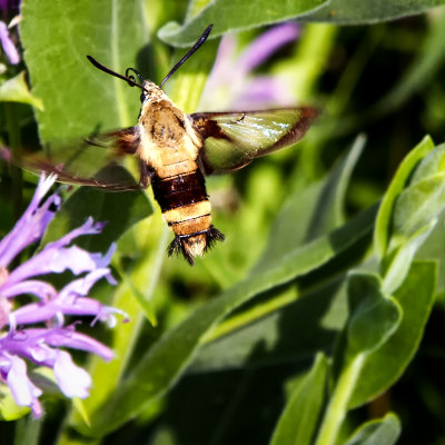 Hummingbird Clearwing Moth