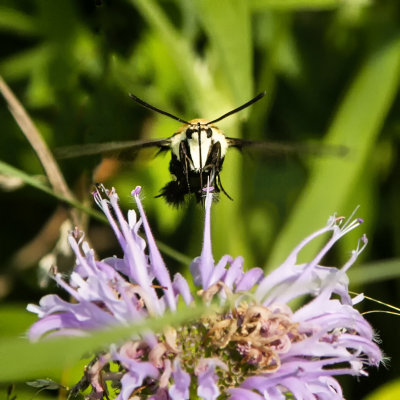 Hummingbird Clearwing Moth