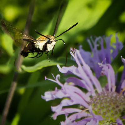 Hummingbird Clearwing Moth