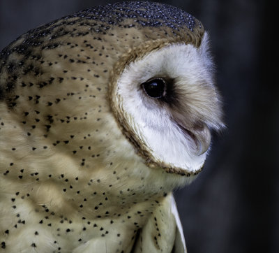 Barn Owl