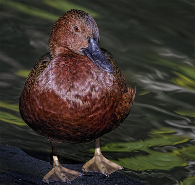 Cinnimon Tail Duck