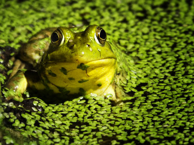 Frog