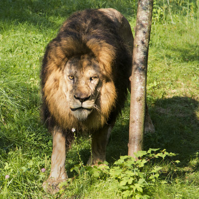 Old Lion