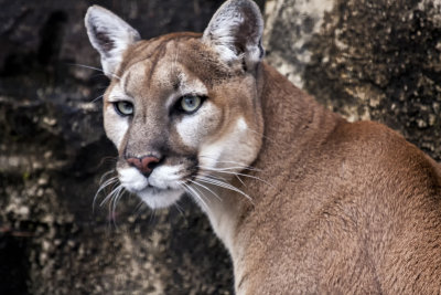 Cougar