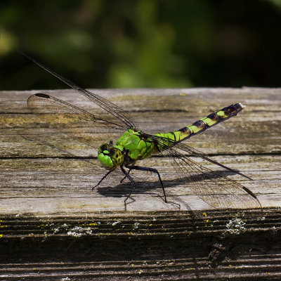Green Darner