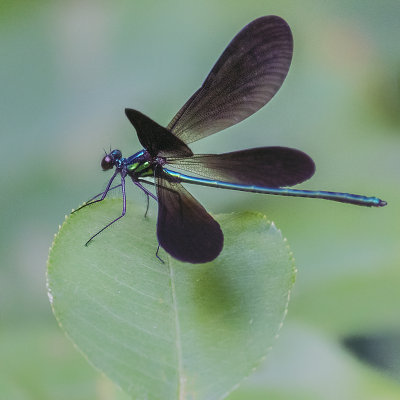 Ebony Damselfly