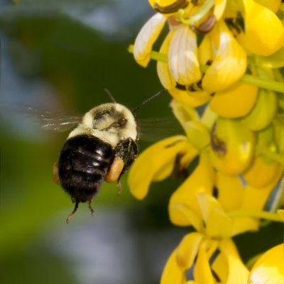 Bee 