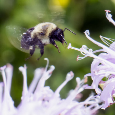 Common Eastern Bumble Bee