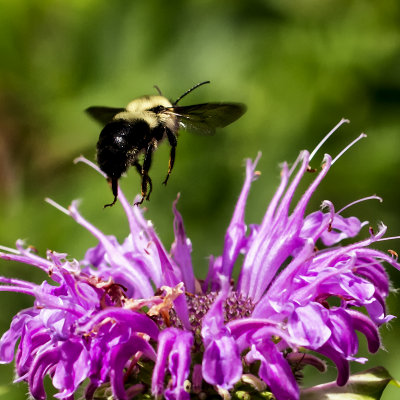 Common Eastern Bumble Bee