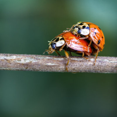 Lady Bug