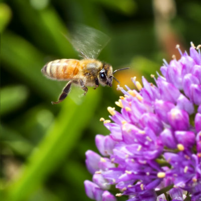 Honey Bee