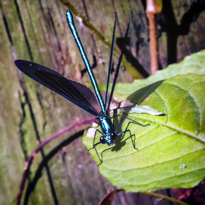 Ebony Damselfly