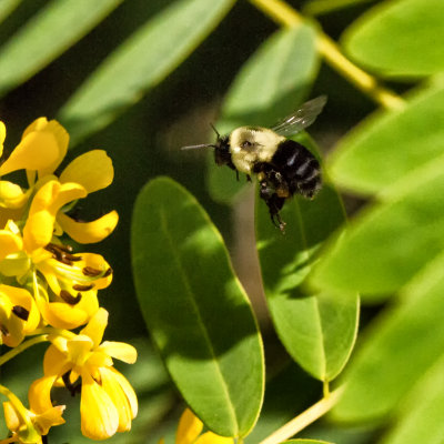 Common Eastern Bumble Bee