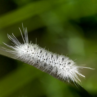 Hickory Tussock Moth Caterpillar Lophocampa caryae