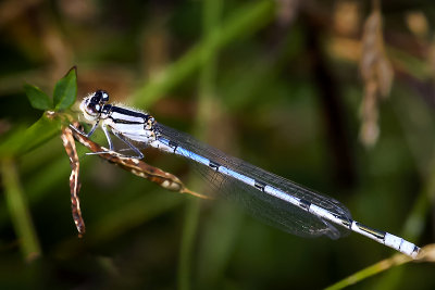 Blue Damselfly