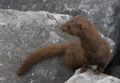 Young Mink