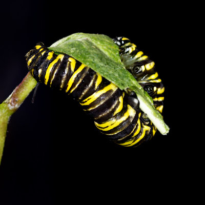 Caterpillar Monarch Butterfly