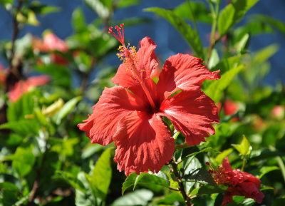 Hibiscus 2