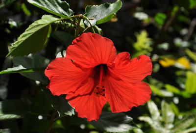 Hibiscus3