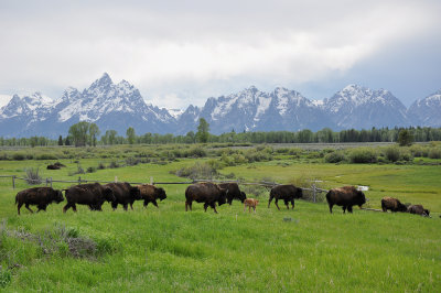 Grand Tetons