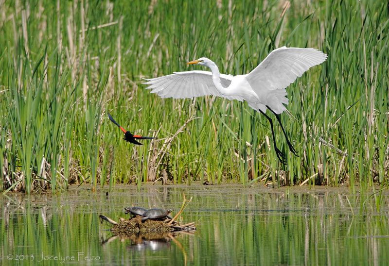 Grande Aigrette se faisant attaquer par un Carouge  paulettes sous le regard plutt indiffrent de deux tortues peintes