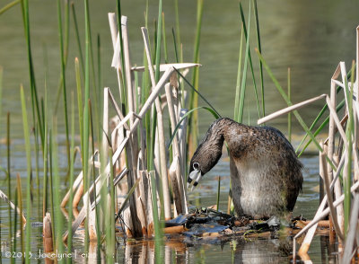 Grbe  bec bigarr contruisant son nid / Pied-billed Grebe building its nest