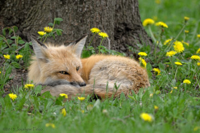 Renard roux / Red Fox