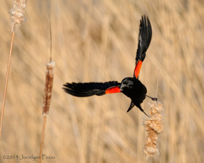 Carouge  paulettes / Red-winged Blackbird