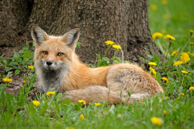 Renard roux / Red Fox