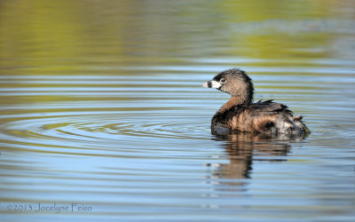 Grèbe à bec bigarré / Pied-billed Grebe