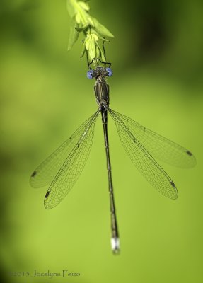 Leste tardif / Spotted Spreadwing